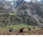 २०८२ को यार्सा सिजन: मुगुम कार्मारोङमा जेठ १३ बाट संकलन सुरु